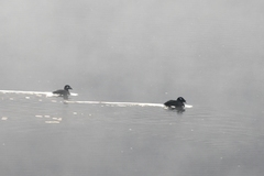 Melanitta stejnegeri