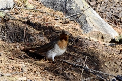 Turdus ruficollis
