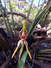 Caladenia arrecta
