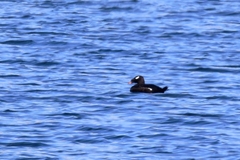 Melanitta stejnegeri