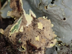 Podostictina pickeringii