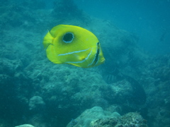Chaetodon bennetti