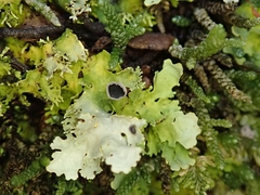 Podostictina pickeringii