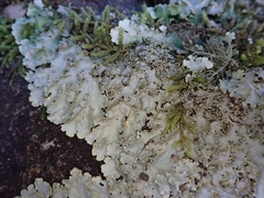 Podostictina pickeringii