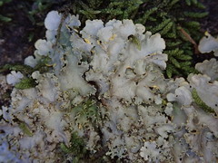 Podostictina pickeringii