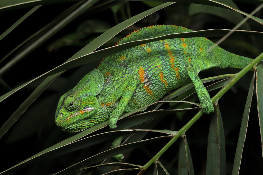 Socotran Chameleon (Chamaeleo monachus)