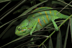 Socotra Chameleon photo 1