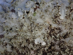 Podostictina pickeringii