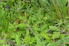 Selaginellaceae