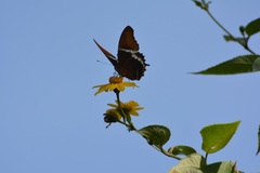 Siproeta epaphus epaphus