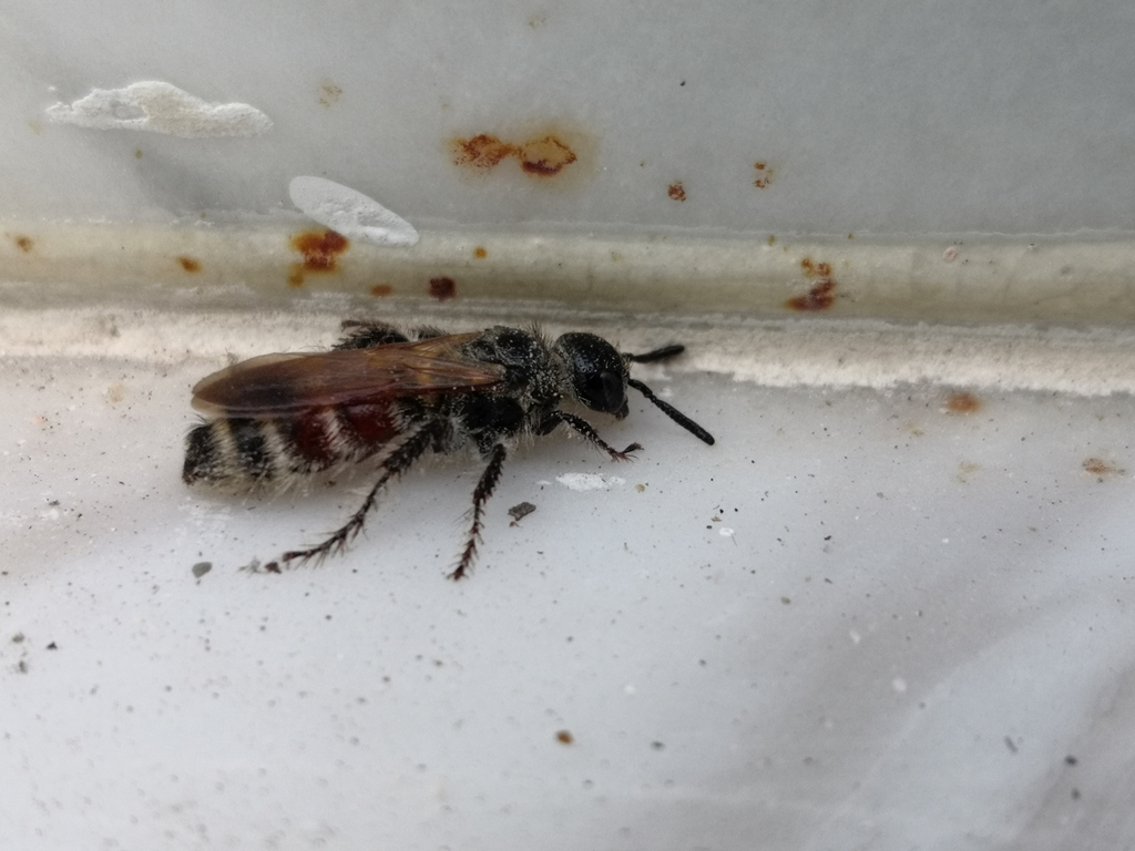 Colpa quinquecincta
