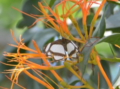Thisbe lycorias