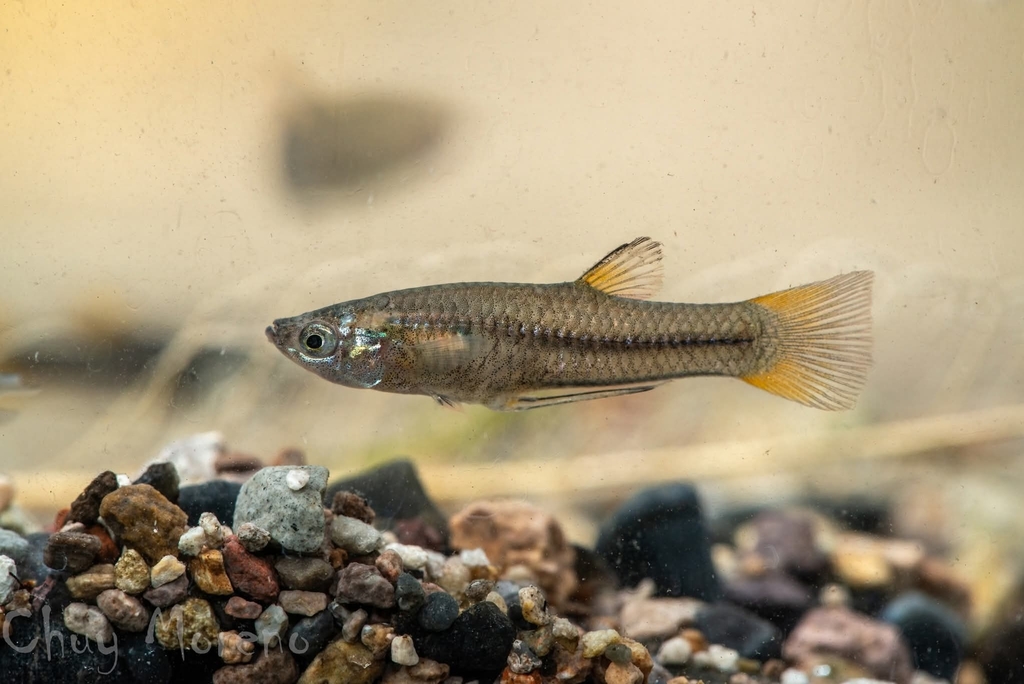 Lerma Livebearer