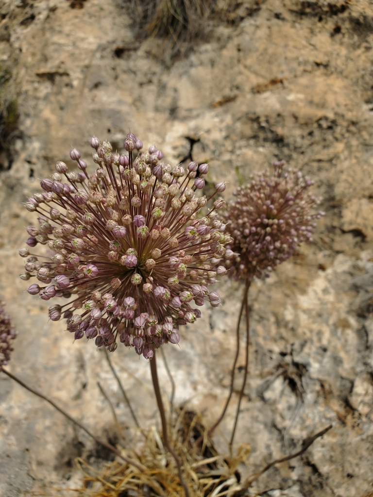 Allium porrum