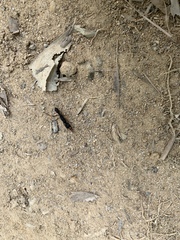 Harpegnathos venator