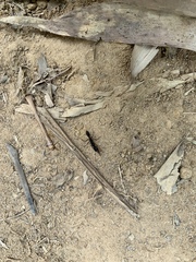 Harpegnathos venator