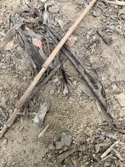 Harpegnathos venator