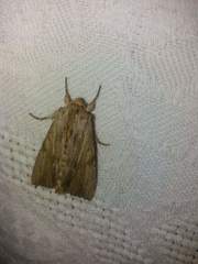 Apamea lithoxylaea