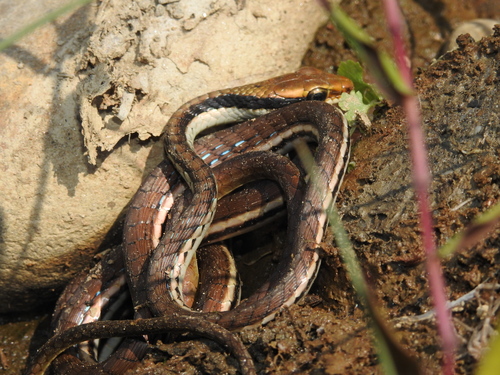 Painted Bronzeback, photo 9 of 10