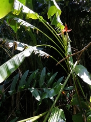 Musa beccarii