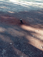 Gymnorhina tibicen