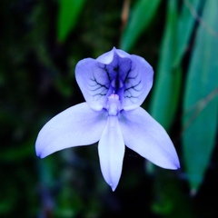 Disa longicornu