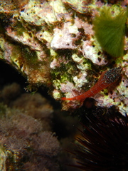 Tripterygion melanurus