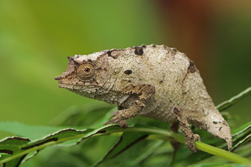 Boulenger's Pygmy Chameleon