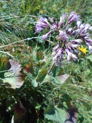 Adenostyles australis