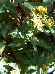 Senecio ovatus alpestris