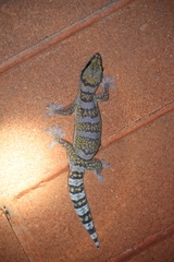 Oedura cincta