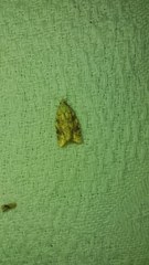 Aleimma loeflingiana