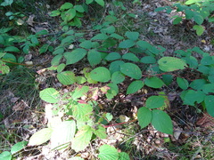 Rubus pedemontanus