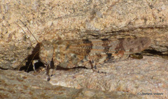 Sphingonotus corsicus