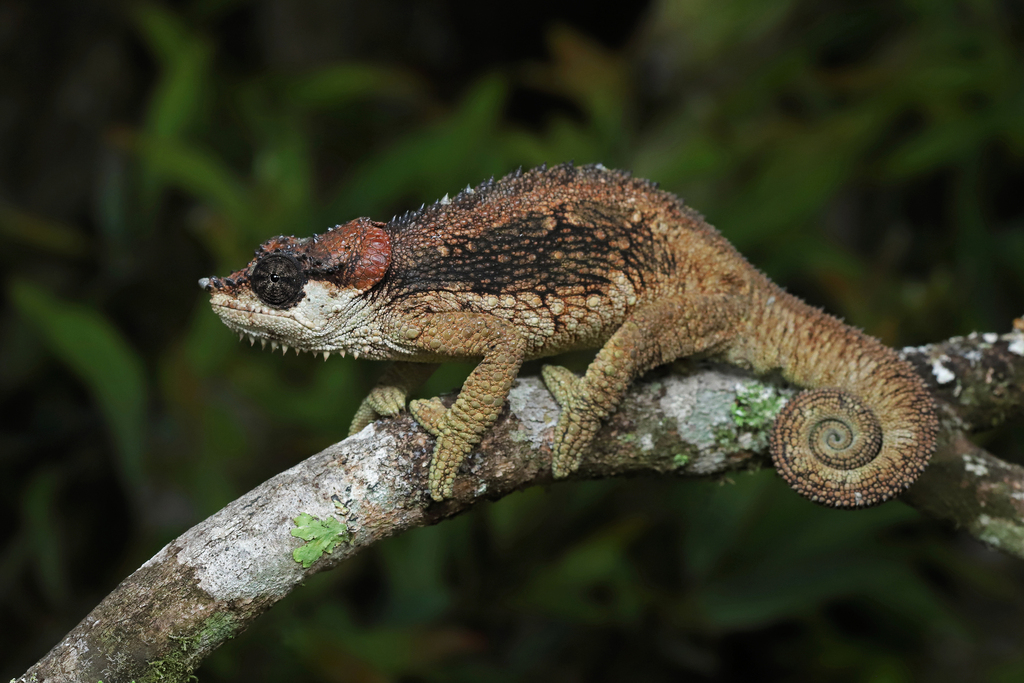 Tanzania Mountain Chameleon