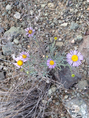 Erigeron filifolius