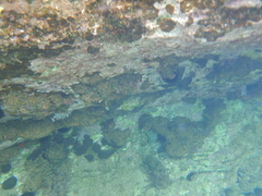 Cladocora caespitosa