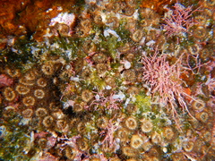 Cladocora caespitosa