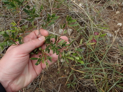 Rhoicissus tridentata