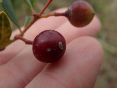 Rhoicissus tridentata