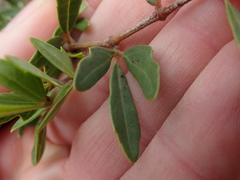 Rhoicissus tridentata