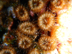 Cladocora caespitosa