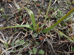 Colchicum eucomoides