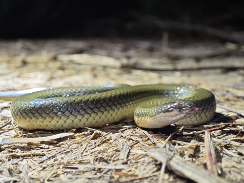 Murphy's Mud Snake