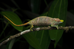 Matschie's Dwarf Chameleon photo 2