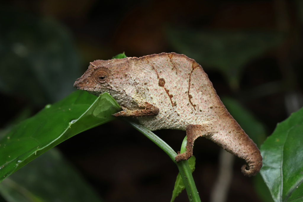 Usambara Stumptail Chameleon