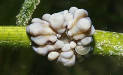 Bunodeopsis