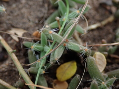 Trichodiadema barbatum