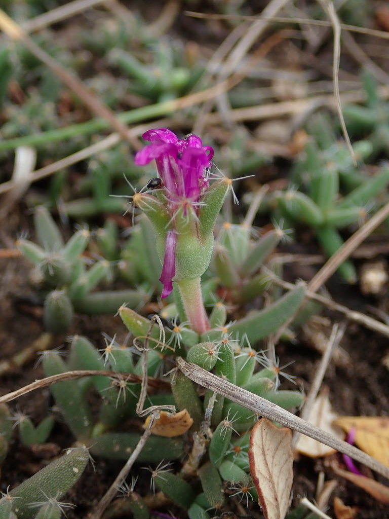 Bearded Crownfig