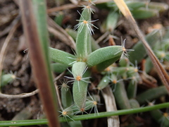 Trichodiadema barbatum
